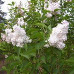 Orgován obyčajný (Syringa vulgaris) ´AGNES SMITH´ - výška 30-50 cm, kont. C3L